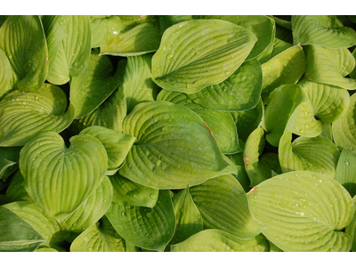 Hosta