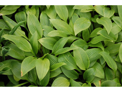 Hosta clausa var. normalis