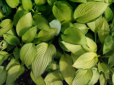 Hosta fortunei