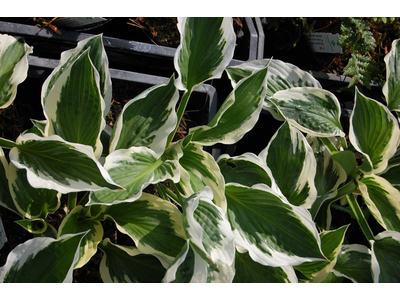 Hosta fortunei