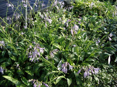 Hosta lancifolia