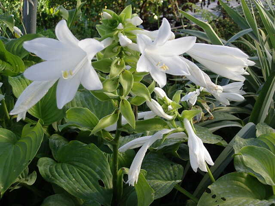 Hosta plantaginea var. grandiflora