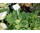 Hosta sieboldiana Elegans