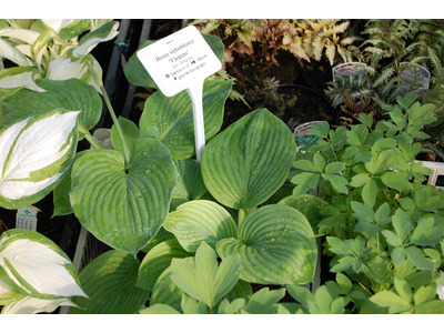 Hosta sieboldiana