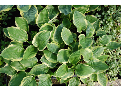 Hosta sieboldiana