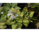 Hosta sieboldiana Golden Sunburst