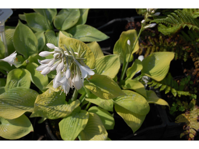 Hosta sieboldiana