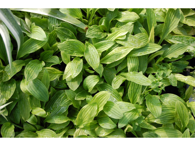 Hosta sieboldiana