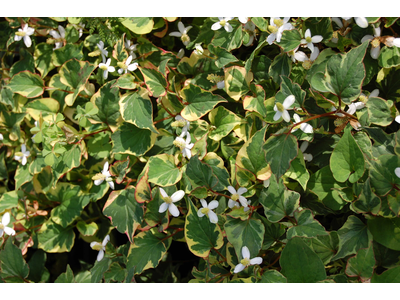 Houttuynia cordata