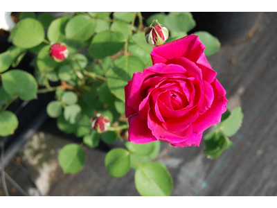 Rosa