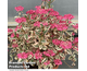 Hydrangea serrata Euphoria ® Pink