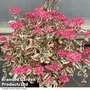 Hydrangea serrata Euphoria ® Pink