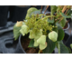 Schizophragma hydrangeoides