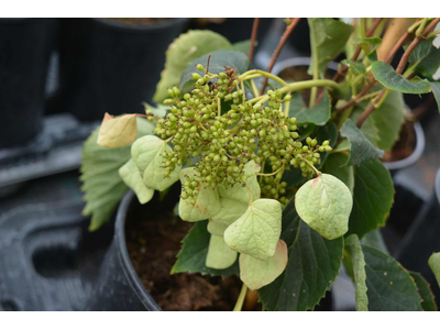 Schizophragma hydrangeoides