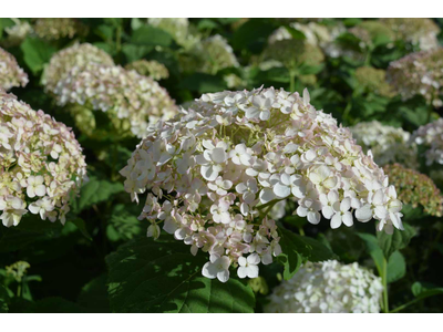 Hydrangea arborescens