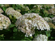 Hydrangea arborescens Bellaragazza Blanchetta ® PW
