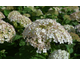 Hydrangea arborescens