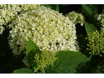 Hydrangea arborescens