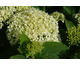 Hydrangea arborescens Bellaragazza Limetta ® PW