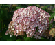 Hydrangea arborescens