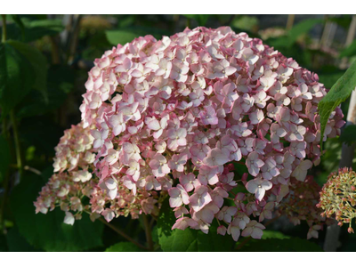 Hydrangea arborescens