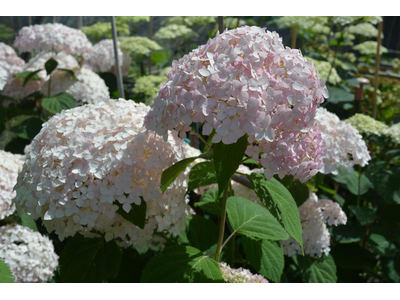 Hydrangea arborescens