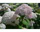 Hydrangea arborescens Candybelle Marshmallow ®