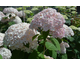 Hydrangea arborescens