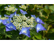 Hydrangea macrophylla Blaumeise