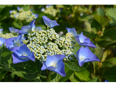 Hydrangea macrophylla