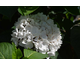 Hydrangea macrophylla Choco Pur ® Rendez-Vous