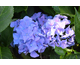 Hydrangea macrophylla Early Blue