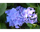 Hydrangea macrophylla