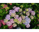 Hydrangea macrophylla Endless Summer ® Summer Love