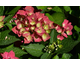 Hydrangea macrophylla AB Green Shadow ® Noble