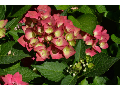 Hydrangea macrophylla