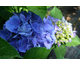 Hydrangea macrophylla Marina