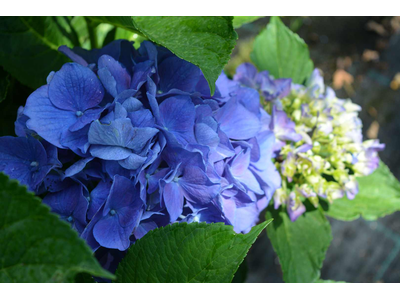 Hydrangea macrophylla