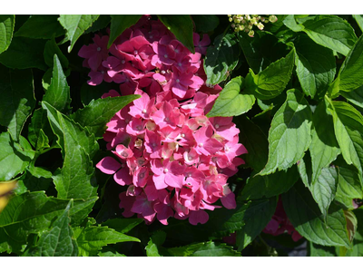 Hydrangea macrophylla