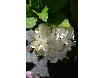 Hydrangea macrophylla