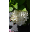 Hydrangea macrophylla Napo (Everlasting Pearl)
