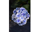 Hydrangea macrophylla New Tivoli Bleu