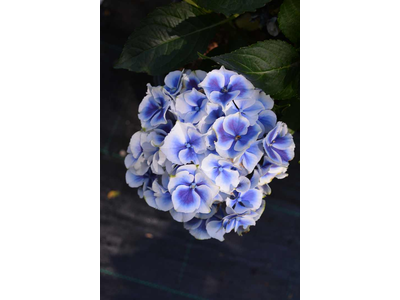 Hydrangea macrophylla