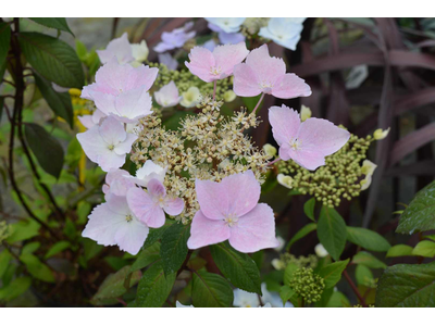 Hydrangea