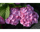 Hydrangea macrophylla Rembrandt Dolce Chic