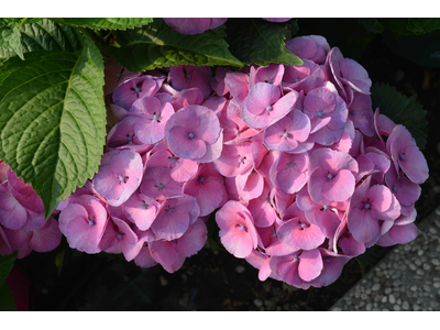 Hydrangea macrophylla