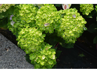 Hydrangea macrophylla