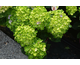 Hydrangea macrophylla Rembrandt Vibrant Verde