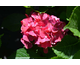 Hydrangea macrophylla Royal Red Lilas