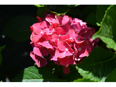 Hydrangea macrophylla